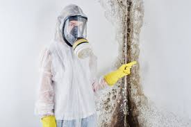 Best Mold Damage Restoration  in Raytown, MO